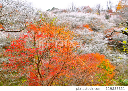 Shikizakura and beautiful autumn leaves at Kawami Shikizakura Village Shikizakura and beautiful autumn leaves at Kawami Shikizakura Village 119888831