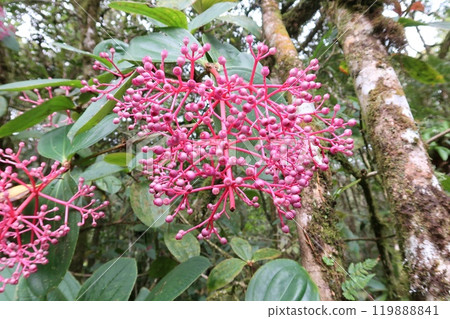 Red berries found in the rainforest 2 119888841