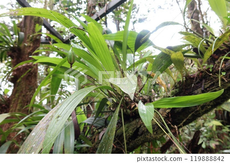 寄生在熱帶樹木的植物 119888842