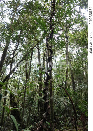 Tropical rainforest trees 119888844