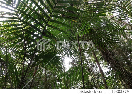Tropical rainforest trees and sunlight filtering through the leaves 119888879