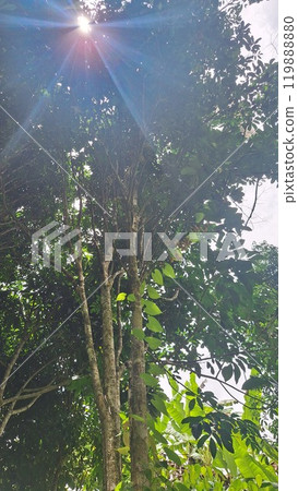 Tropical rainforest trees and sunlight filtering through the leaves 119888880