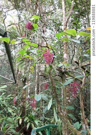 雨林中發現的紅色水果 1 119888881