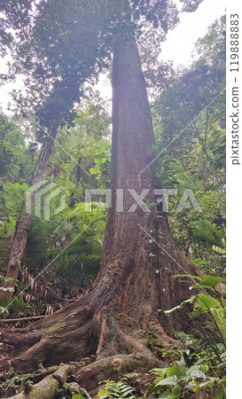 Tropical rainforest big tree 119888883