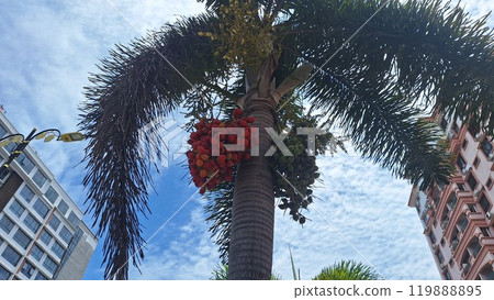 Red and green fruits on palm trees 1 Red and green fruits on palm trees 1 119888895