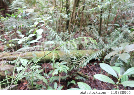 Ferns growing in the tropical rainforest Ferns growing in the tropical rainforest 119888905