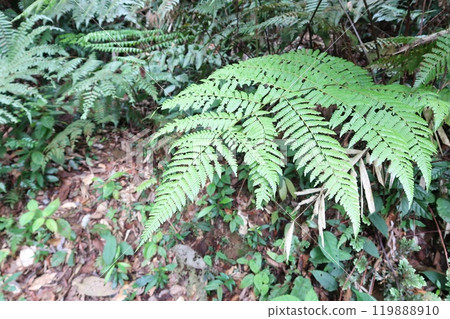 Tropical Rainforest Fern 1 119888910