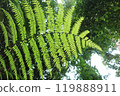 熱帶雨林蕨類植物種植2 119888911