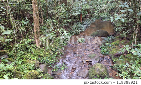 一條小溪流過雨林 119888921