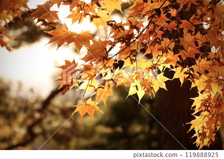 Momiji who changed leaves 119888925