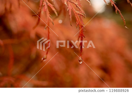 Momiji who changed leaves 119888926