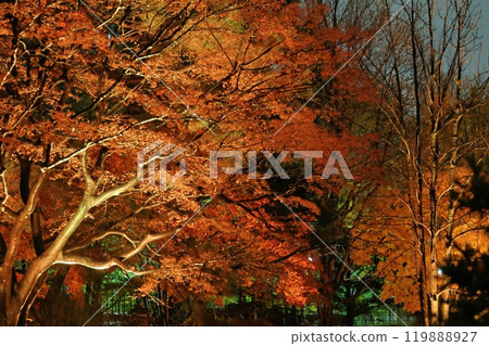Autumn leaves lighted up 119888927