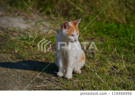 Cats of Sayurijima Cats of Sayurijima 119888998