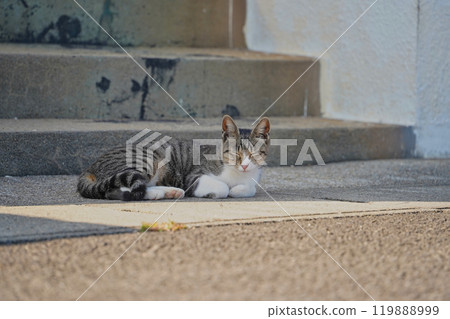 Cat taking a nap at the front door 119888999