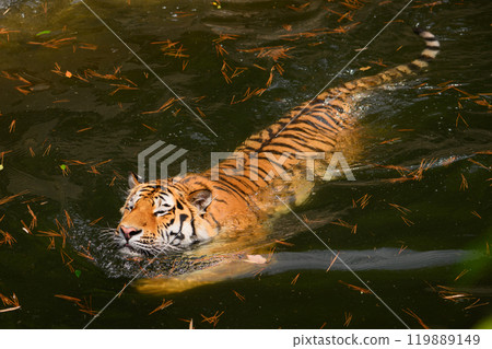 Amur tiger swimming in a pond 119889149