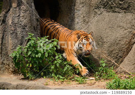 東北虎從岩洞中鑽出來 119889150