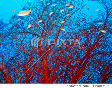 Sea bream and goldfish anthias at the roots of the East Barasu Sea bream and goldfish anthias at the roots of the East Barasu 119889506