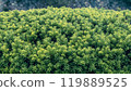 Japanese yew shrub plant with lush green foliage 119889525