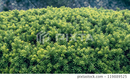 Japanese yew shrub plant with lush green foliage 119889525