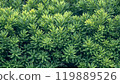 Japanese yew shrub plant with lush green foliage 119889526