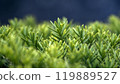 Japanese yew shrub plant with lush green foliage 119889527