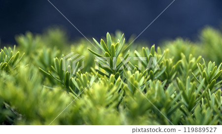 Japanese yew shrub plant with lush green foliage 119889527