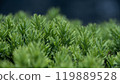 Japanese yew shrub plant with lush green foliage 119889528
