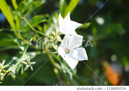 White flower on green leaves background 119889534