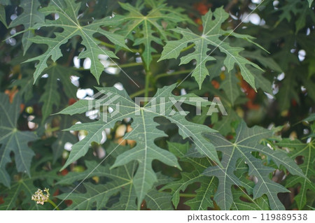 vibrant green leaves of a papaya tree 119889538