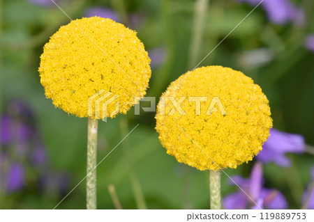 天空農場分類百科 天空農場分類百科 119889753