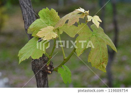 尼加拉葉子在天空農場 119889754