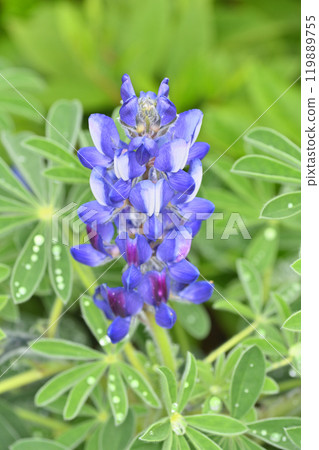 天堂裡的盧平 119889755