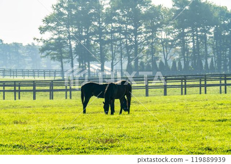 Early morning thoroughbred breeding farm, racehorses, Hokkaido 119889939