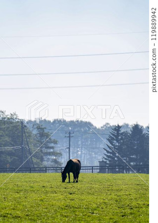 Early morning thoroughbred breeding farm, racehorses, Hokkaido 119889942