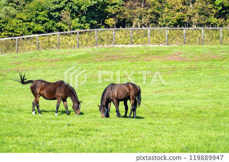 純種馬生產農場在清晨，賽馬，北海道 119889947