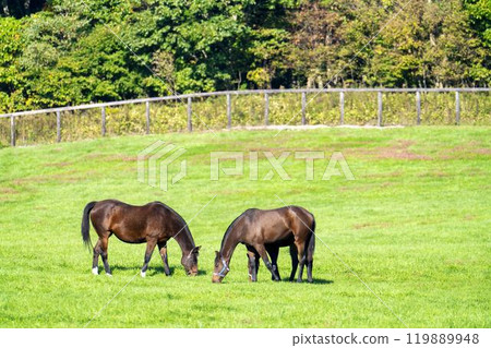 Early morning thoroughbred breeding farm, racehorses, Hokkaido 119889948