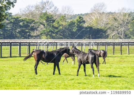 Early morning thoroughbred breeding farm, racehorses, Hokkaido 119889950