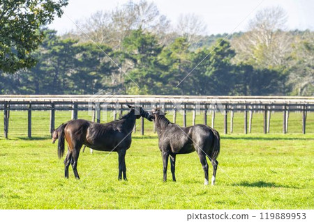 Early morning thoroughbred breeding farm, racehorses, Hokkaido 119889953