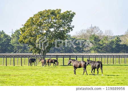 Early morning thoroughbred breeding farm, racehorses, Hokkaido 119889956