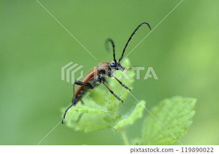 Apple mint and red longhorn beetle 119890022