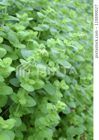 蘋果薄荷 119890027