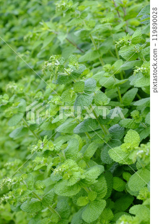 Apple mint 119890028