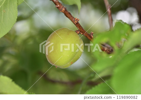 杏子在天空的天空 119890082
