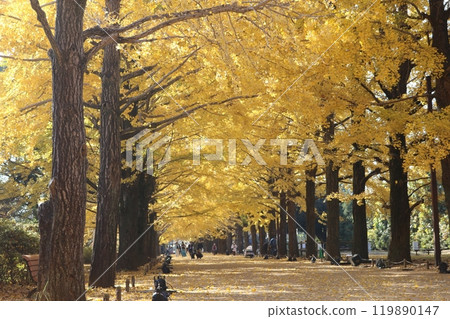 ginkgo trees on golden foliage season ginkgo trees on golden foliage season 119890147