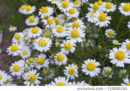 Chamomile in a summer flower field 119890180