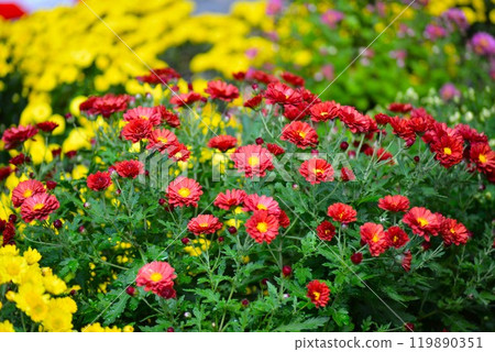 Red chrysanthemum 119890351