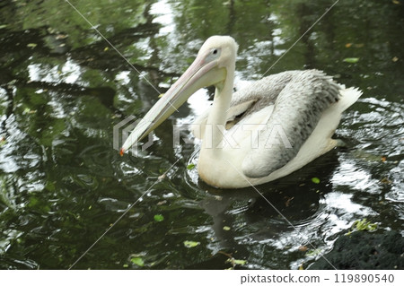 Great White Pelican 119890540