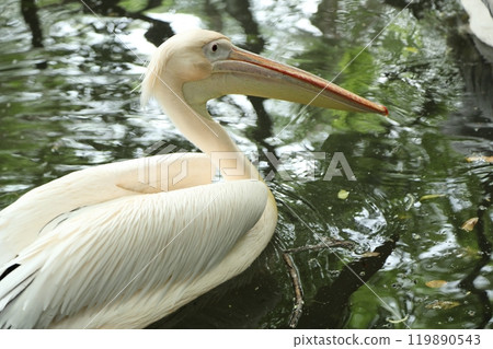 Great White Pelican 119890543