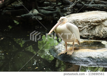 Great White Pelican Great White Pelican 119890561