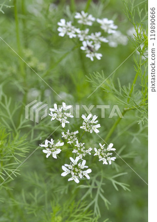 Coriander flowers in a summer herb garden Coriander flowers in a summer herb garden 119890666
